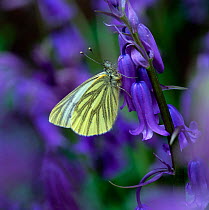 Green-veined white butterfly (Pieris napi) resting on Bluebell flower, Clare Glen, County Armagh, Northern Ireland, UK, April
