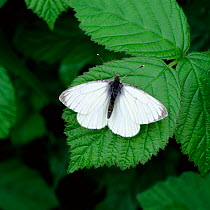 Green-veined white butterfly (Pieris napi) resting on bramble leaf, Clare Glen, County Armagh, Northern Ireland, UK, April