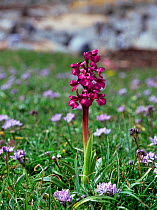 Green-winged orchid (Orchis / Anacamptis morio) Killard Point NNR, Strangford, County Down, Northern Ireland, UK