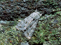 Grey chi moth (Antitype chi) Brackagh Moss NNR, County Armagh, Northern Ireland, UK, August