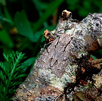 Grey dagger moth (Acronicta psi) camouflaged on branch, Brackagh Moss NNR, Portadown, County Armagh, Northern Ireland, UK, June