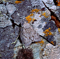 Grey dagger moth (Acronicta psi) camouflaged on stone, Murlough NNR, County Down, Northern Ireland, UK, June