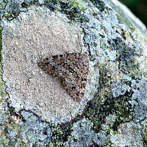 Grey mountain carpet moth (Entephria caesiata) on lichen, Benaughlin Cliffs, County Fermanagh, Northern Ireland, UK, September