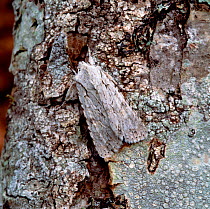 Grey shoulder-knot moth (Lithophane ornitopus)   Rehaghy Mountain, County Tyrone, Northern Ireland, April