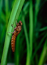 Hairy dragonfly (Brachytron pratense) larva climbing vegetation before pupating, Montiaghs Moss NNR, County Antrim, Northern Ireland, UK, sequence 1/5