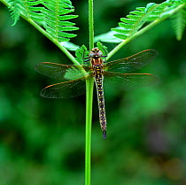 Hairy dragonfly (Brachytron pratense) resting on fern, Brackagh Moss NNR, County Down, Northern Ireland, UK, June