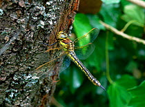 Hairy dragonfly (Brachytron pratense) resting on tree, Brackagh Moss NNR, County Down, Northern Ireland, UK, June