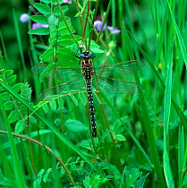 Hairy dragonfly (Brachytron pratense) resting amongst vegetation, Montiaghs Moss NNR, County Antrim, Northern Ireland, UK, May