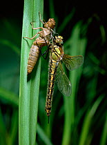 Hairy dragonfly (Brachytron pratense) adult emerging from pupal case, Montiaghs Moss NNR, County Antrim, Northern Ireland, UK, sequence 5/5