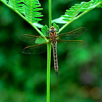 Hairy dragonfly (Brachytron pratense) adult, Brackagh Moss NNR, County Down, Northern Ireland, UK, June