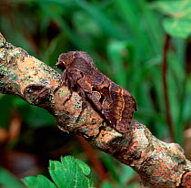 Hebrew character moth (Orthosia gothica) resting on branch, Northern Ireland, UK