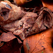 Hebrew character moth (Orthosia gothica) camouflaged amongst leaf litter, Rehaghy Mountain, County Tyrone, Northern Ireland, UK, April