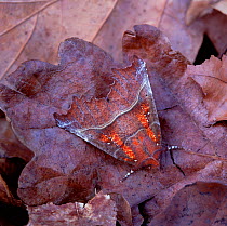 Herald moth (Scoliopteryx libatrix) camouflaged amongst leaf litter, Argory Moss, County Armagh, Northern Ireland, UK, May