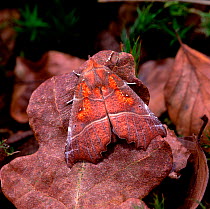 Herald moth (Scoliopteryx libatrix) camouflaged amongst leaf litter, Argory Moss, County Armagh, Northern Ireland, UK, May
