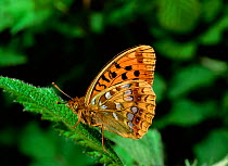 High brown fritillary butterfly (Argynnis adippe) resting on leaf, Lake District, Cumbria, UK, July