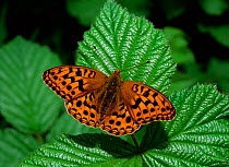 High brown fritillary butterfly (Argynnis adippe) resting on leaf, Lake District, Cumbria, UK, July