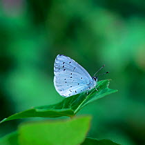 Holly blue butterfly (Celastrina argiolus) Rostrevor Oakwood NNR, County Down, Northern Ireland, UK, May