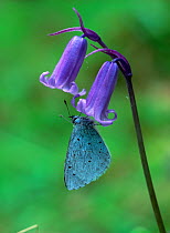Holly blue butterfly (Celastrina argiolus) on bluebell flowers, Rostrevor Oakwood NNR, County Down, Northern Ireland, UK, May