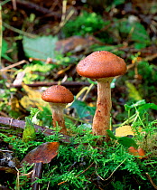 Honey fungus (Armillaria mellea) toadstools, Clare Glen, County Armagh, Northern Ireland, UK, November