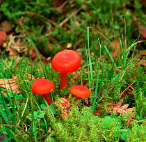 Waxcap  fungus (Hygrocybe miniata) Annagarriff Wood NNR, County Armagh, Northern Ireland, UK, September