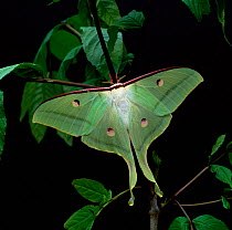 Indian moon moth (Actias selene) male, southern India, June