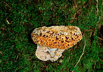 Polypore fungus (Inonotus dryadeus) growing on tree trunk, Killarney National Park, County Kerry, Republic of Ireland, November