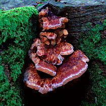 Polypore fungus (Ischnoderma resinosum)  Tollymore Forest, County Down, Northern Ireland, UK, October