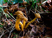 Jelly baby fungus (Leotia lubrica) on woodland floor, Belvoir Park Forest, Belfast, County Down, Northern Ireland, UK, September