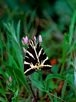 Jersy tiger moth (Euplagia quadripunctata) resting on flower, UK