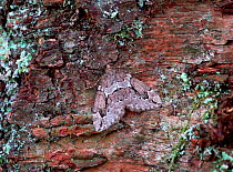 Juniper carpet moth (Thera juniperata juniperata) on tree bark, UK