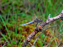 Keeled skimmer (Orthetrum coerulescens)  Mourne Mountains, County Down, Northern Ireland, July