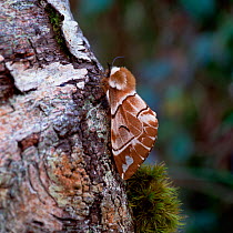 Kentish glory moth (Endromis versicolora) female, resting on tree bark, Invernesshire, Scotland, UK, March
