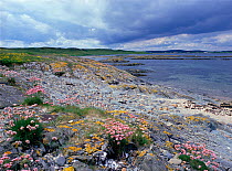 Sea thrift flowering at Killard Point NNR, Strangford, County Down, Northern Ireland, UK, July 1989