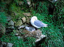 Kittiwake (Rissa tridactyla) at nest with two chicks, Saltee Islands, County Wexford, Republic of Ireland, June