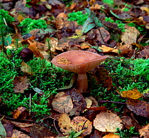 Milk cap fungus (Lactarius uvidus) Selshion Moss, County Armagh, Northern Ireland, UK, November