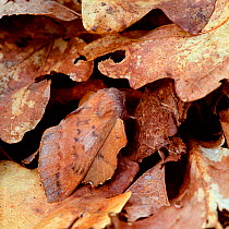 Lappet moth (Gastropacha quercifolia ab. daimatina) camouflaged amongst leaf litter, Kent, UK, July