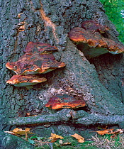 Lacquered bracket fungus (Ganoderma resinaceum) on tree trunk,  Barnetts Park, Belfast, County Down, Northern Ireland, UK, October
