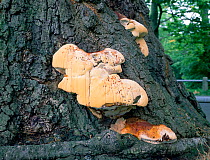 Lacquered bracket fungus (Ganoderma resinaceum) on tree trunk,  Barnetts Park, Belfast, County Down, Northern Ireland, UK, October