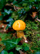 Larch bolete fungus (Suillus grevillei) Tollymore Forest, County Down, Northern Ireland, UK, August