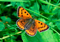 Large copper butterfly (Lycaena dispar)  Neuf Alschcinne Reserve, Camargue, France, June