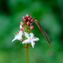 Large red damselfly (Pyrrhosoma nymphula) on flower, Selshion Moss, County Armagh, Northern Ireland, UK, May