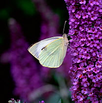 Large white butterfly (Pieris brassicae) on Buddleia flowers, County Down, Northern Ireland, UK, August