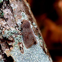 Lead-coloured drab moth (Orthosia populeti) Crom Estate, County Fermanagh, Northern Ireland, UK, March