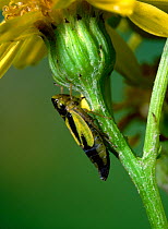 Leafhopper (Evacanthus interruptus) County Antrim, Northern Ireland, UK, August