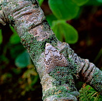 Least black arches moth (Nola confusalis) resting on tree branch, County Down, Northern Ireland, UK, May