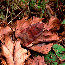Lesser broad-bordered yellow underwing moth (Noctua janthe) camouflaged on leaf litter, Rostrevor Oakwood NNR, County Down, Northern Ireland, UK, August