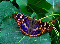 Lesser purple emperor butterfly (Apatura ilia) wings open, near Couiza, France, July