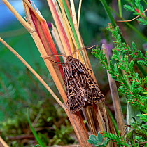 Light feathered rustic moth (Agrotis cinerea) Killard Point NNR, County Down, Northern Ireland, UK, August