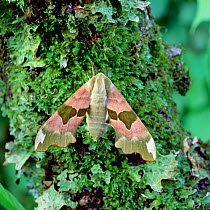 Lime hawk-moth (Mimas tiliae) on lichen and moss covered branch, UK, May