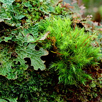 Tree lungwort (Lobaria pulmonaria) and moss on bark, Glen Wood,  County Fermanagh, Northern Ireland, UK, February